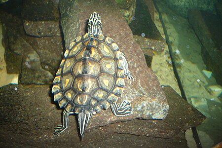 Graptemys flavimaculata