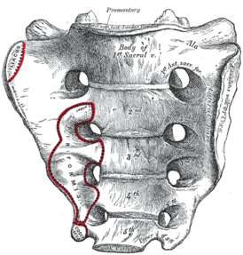 Sacrum humain, surface pelvienne.