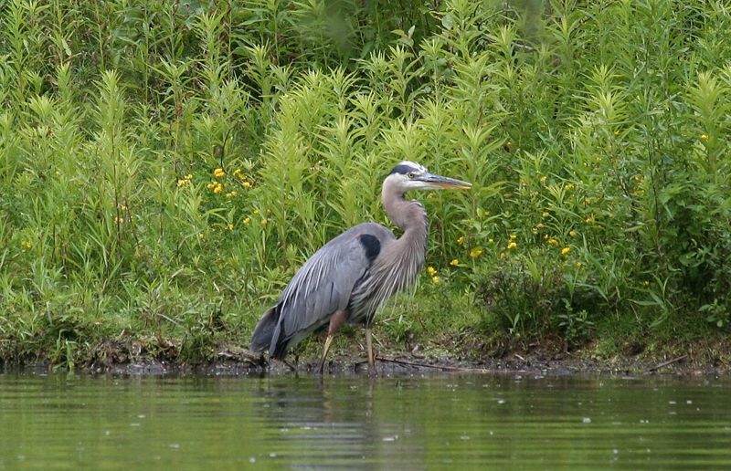 File:Great Blue Heron, Wading.jpg