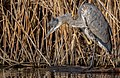 * Nomination Great Blue Heron on edge of Prospect Park Lake in early spring By User:Hsansom --Rhododendrites 04:57, 5 January 2023 (UTC) * Decline  Oppose The metadata suggests this has been significantly downsampled in order to appear better quality. --BigDom 09:54, 5 January 2023 (UTC)