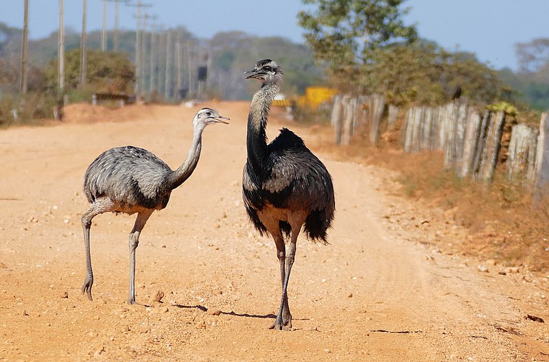 File:Greater Rheas (Rhea americana) on the road ... (27628483614).jpg