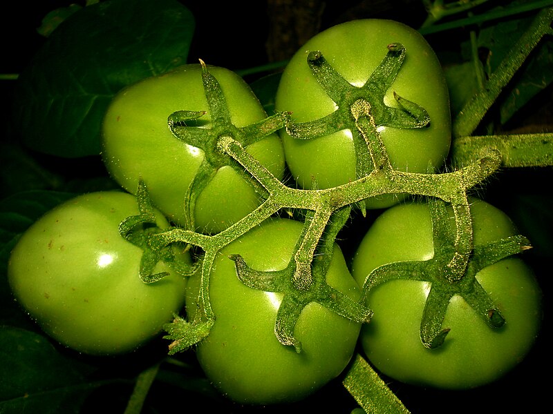 File:Green Tomatoes 5.jpg