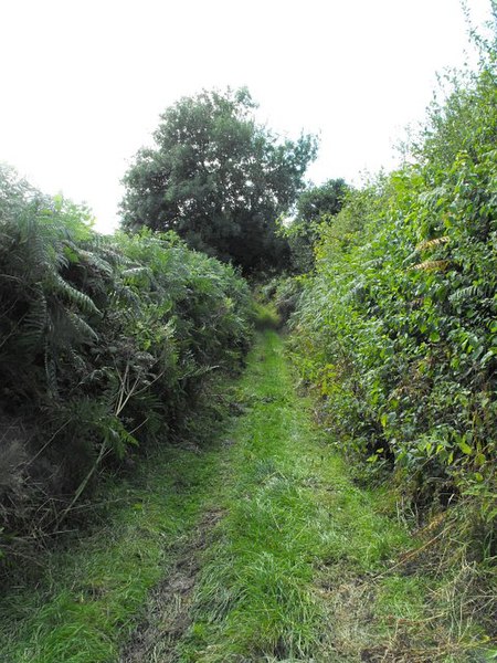 File:Green lane - geograph.org.uk - 1483724.jpg