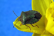 Yeşil kalkan böceği (Palomena prasina) .JPG