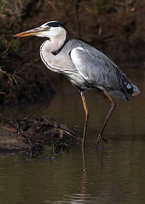 Szürke gém (ardea cinerea)