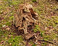 * Nomination Whimsical tree stump. Location, Stuttebosch in the lime valley. Friesland province. --Agnes Monkelbaan 05:29, 11 November 2020 (UTC) * Promotion  Support Good quality -- Johann Jaritz 05:31, 11 November 2020 (UTC)
