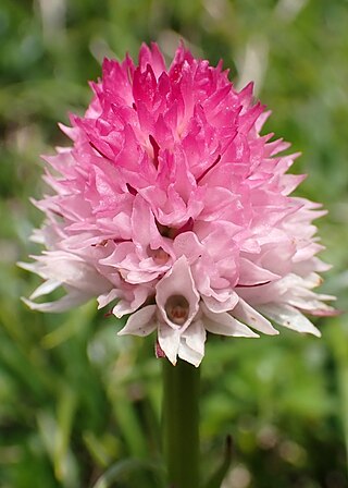 <i>Gymnadenia widderi</i> Species of orchid