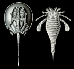 Haeckel Tachypleus Eurypterus.png
