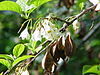 Halesia carolina0.jpg