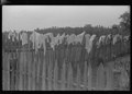 Hanging clothes on fence to dry, Greene County, Georgia LCCN2017754018.tif