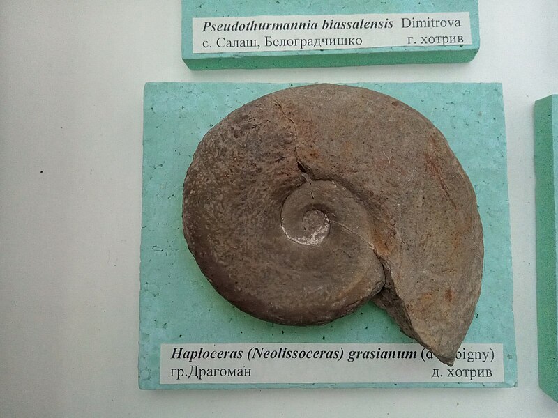 File:Haploceras (Neolissoceras) grasianum (d'Orbigny) Lower Hauterivian, Dragoman, Bulgaria, Cr1 943 (Coll. G. Mandov) at the Sofia University 'St. Kliment Ohridski' Museum of Paleontology and Historical Geology.jpg