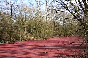 Little pond completely covered by little parts of poplars male catkins in Harchies, Belgium.