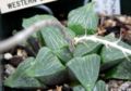 Haworthia pygmaea