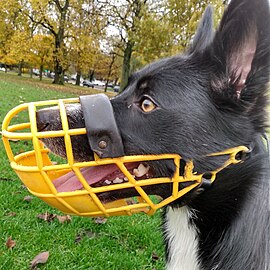 Border collie in muzzle