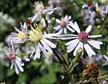 Symphyotrichum cordifolium flower close up