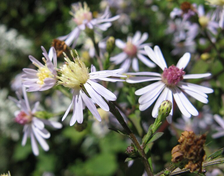 File:Heartleaf aster 1.jpg