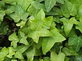 Hedera helix 'Amberwave' ('Amber Waves')