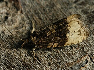 <i>Hedya ochroleucana</i> Species of moth