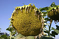 Helianthus annuus - 04.