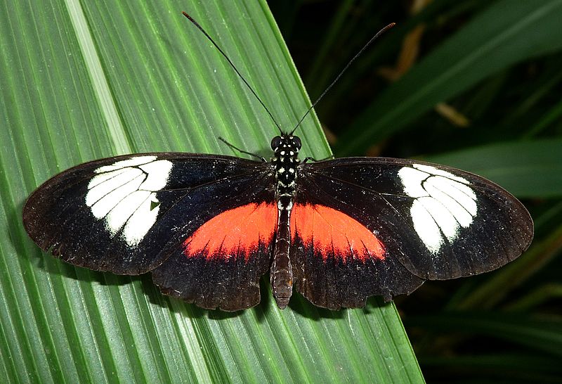 File:Heliconius hortense. Mexican Longwing - Flickr - gailhampshire.jpg