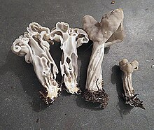 Helvella lactea 