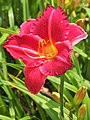 Hemerocallis 'Flamenco Queen', Liliowiec 'Flamenco Queen', 2020-07-18