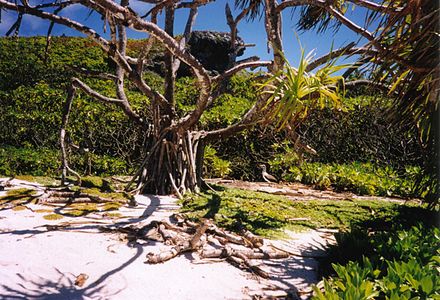 Een Pandanus-boom op het strand van Henderson, met op de achtergrond het dichtbegroeide binnenland