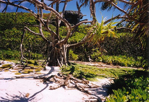 Henderson Island