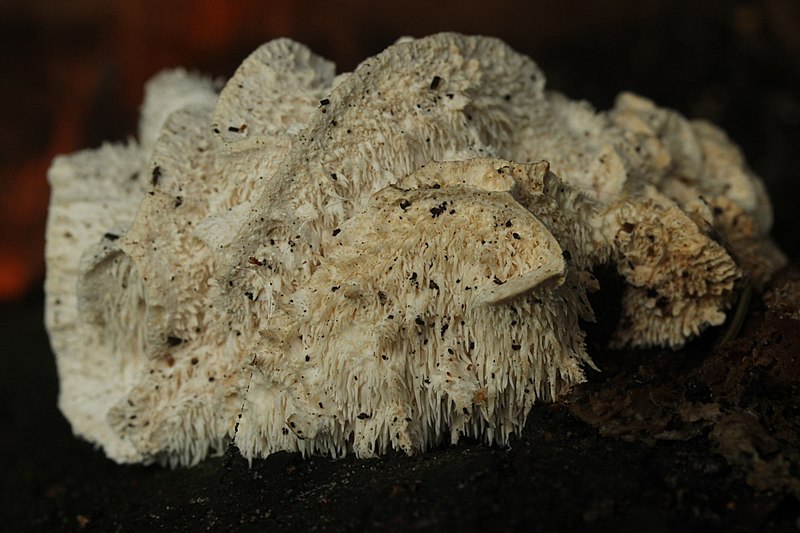 File:Hericium cirrhatum (36956614304).jpg