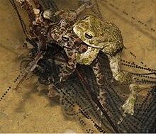 Spawning green toads in the amplexus, with spawning lines, Bornheim-Hersel, April 2020