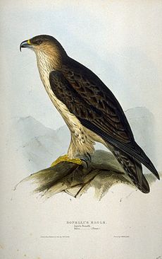 Bonelli's eagle by John Gould Hieraaetus fasciatus by John Gould.jpg