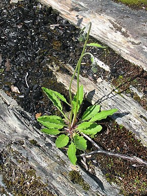 Beskrivelse af Hieracium schmidtii Norge.jpg-billedet.