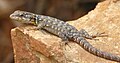 Northern Crag Lizard