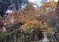 Hikosan Jingu autumn leaves 02.jpg