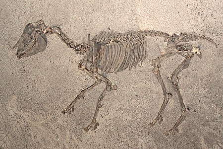 Hipparion primigenius 01