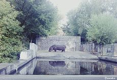 Hippo in Yerevan zoo.jpg