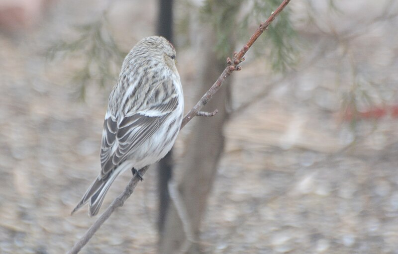 File:Hoary Redpoll - 16362653310.jpg