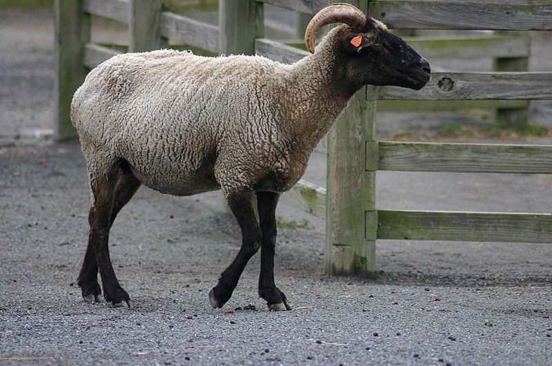 File:Hog Island sheep at Norfolk zoo, 2.jpg