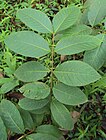 Holarrhena antidysenterica leaves.jpg