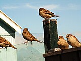 Sparrows in Hindeloopen