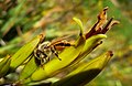 * Nomination Honeybee drinking from mountain flax flower. --Avenue 09:46, 27 November 2010 (UTC) * Promotion Ok to me. --Cayambe 16:50, 28 November 2010 (UTC)