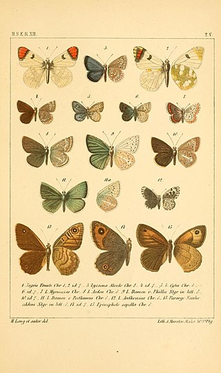 <i>Turanana cytis</i> Species of butterfly