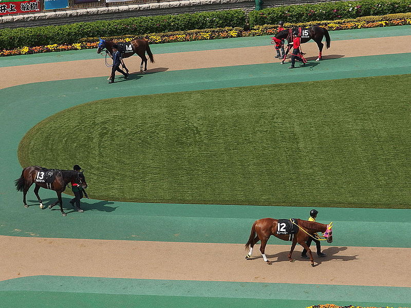 File:Horse racing @ Tokyo Race Course @ Fuchu (13934292420).jpg