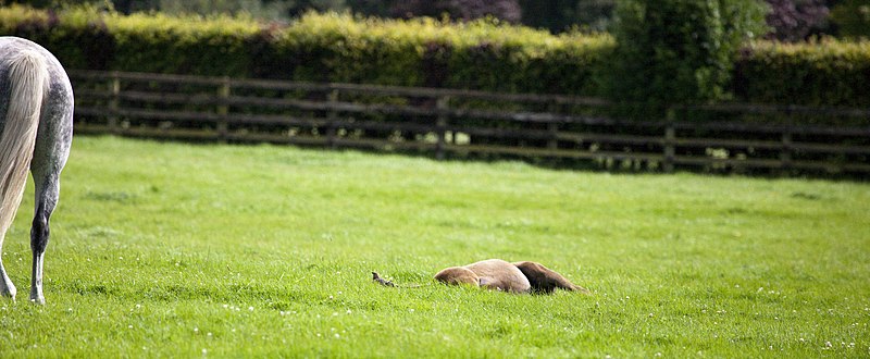 File:Horses At The National Stud - Kildare (3764227113).jpg