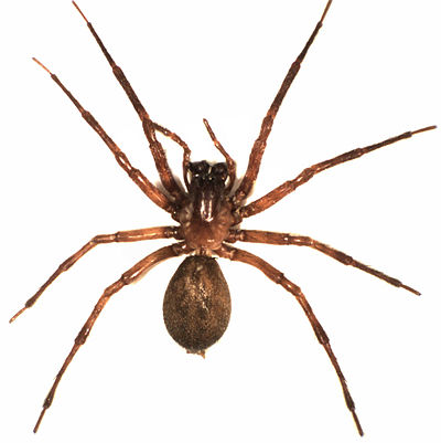 Huara (araña)