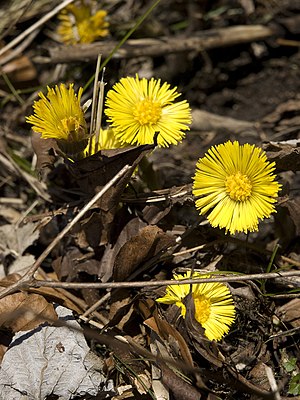 Huflattich Tussilago farfara 001.jpg