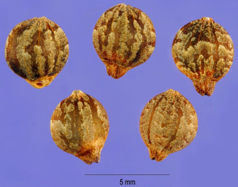 File:Humulus japonicus (huja).jpg