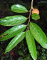 Hydnocarpus alpina