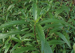 葉のみの状態。ベルリン＝ダーレム植物園にて。