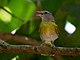 Hylophilus pectoralis - Ashy-headed greenlet; Olimpia, São Paulo, Brazil.jpg